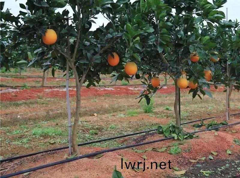 柑橘(ju)水(shui)肥一體(ti)化,水(shui)肥(fei)一體(ti)化(hua)技(ji)術,水肥(fei)一(yi)體(ti)化