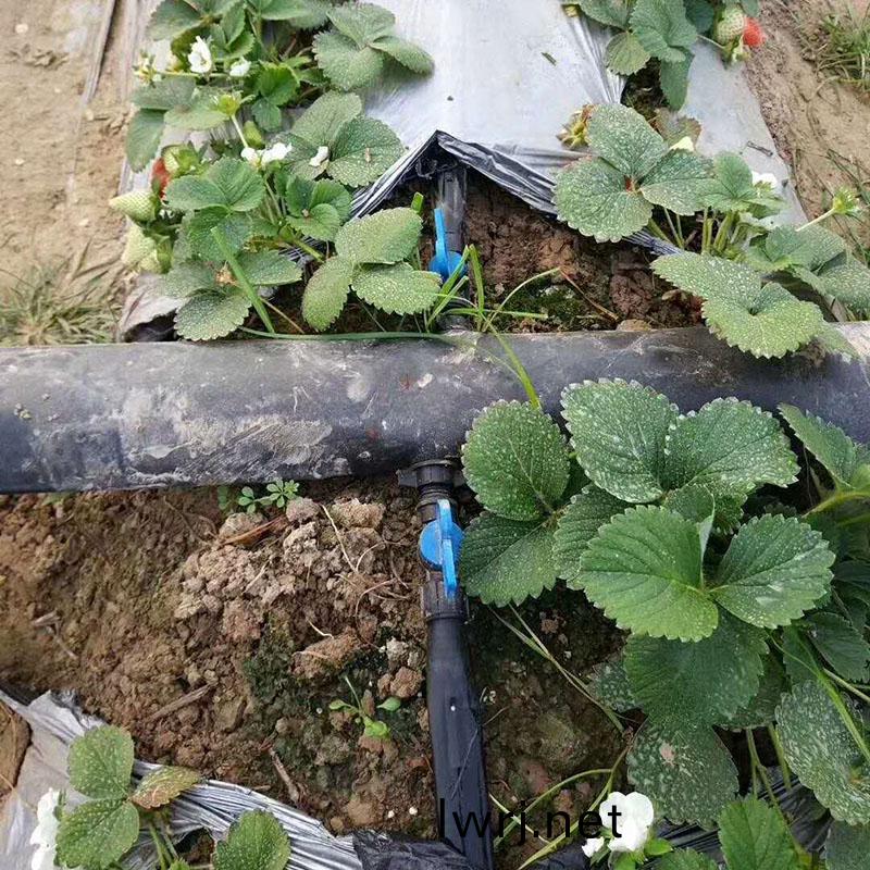 大(da)棚(peng)水(shui)肥(fei)一(yi)體(ti)化,草(cao)莓(mei)水肥一體化(hua)