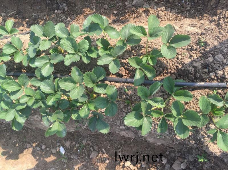 大棚水(shui)肥一體(ti)化(hua),草(cao)莓水(shui)肥一(yi)體(ti)化(hua)