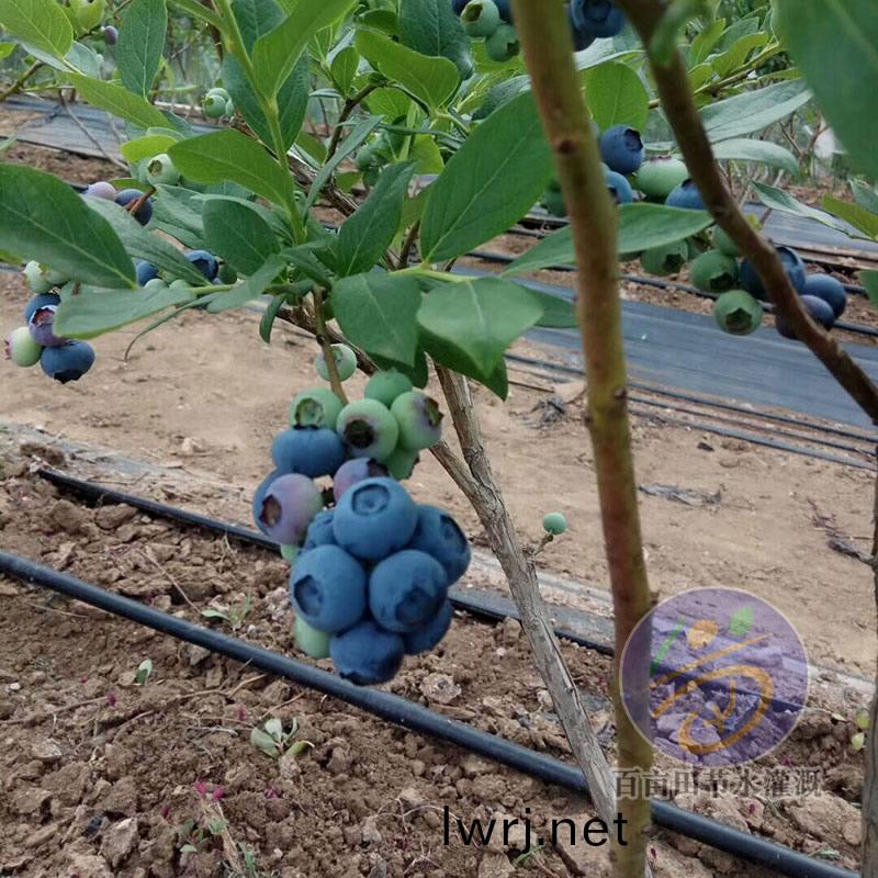 藍(lán)莓(mei)滴灌(guan)